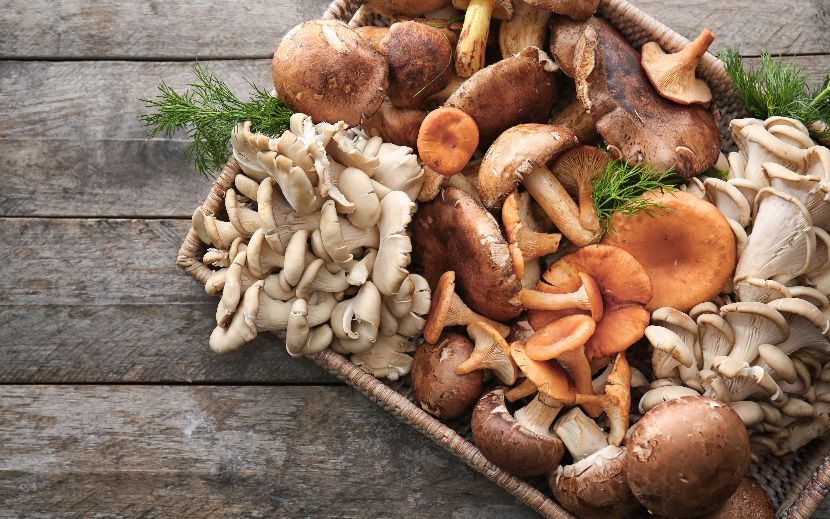 Cogumelos alimentação funcional cães